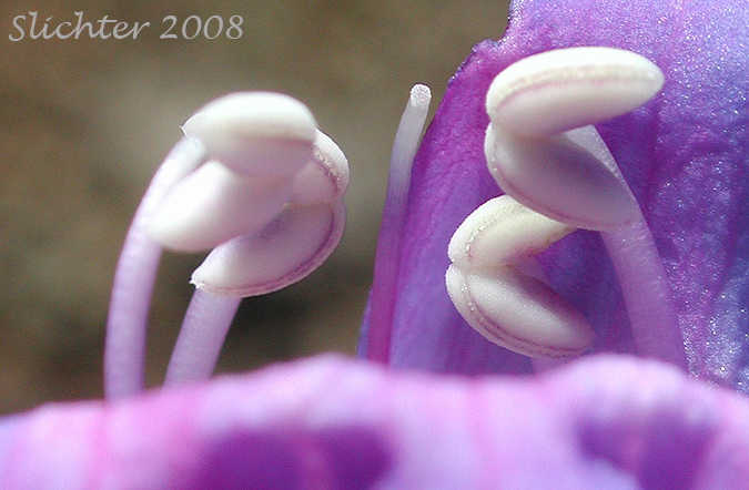 Anthers of Payette Penstemon: Penstemon payettensis