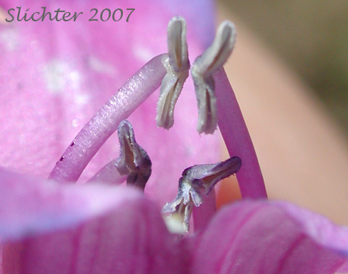 Anthers of Blue Mountain Beardtongue, Blue Mountain Penstemon, Pennell's Penstemon: Penstemon pennellianus