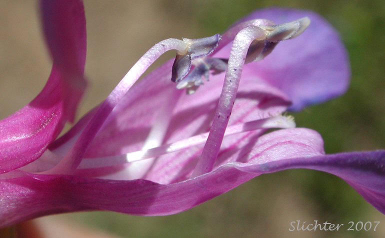 Internal flower parts of Blue Mountain Beardtongue, Blue Mountain Penstemon, Pennell's Penstemon: Penstemon pennellianus