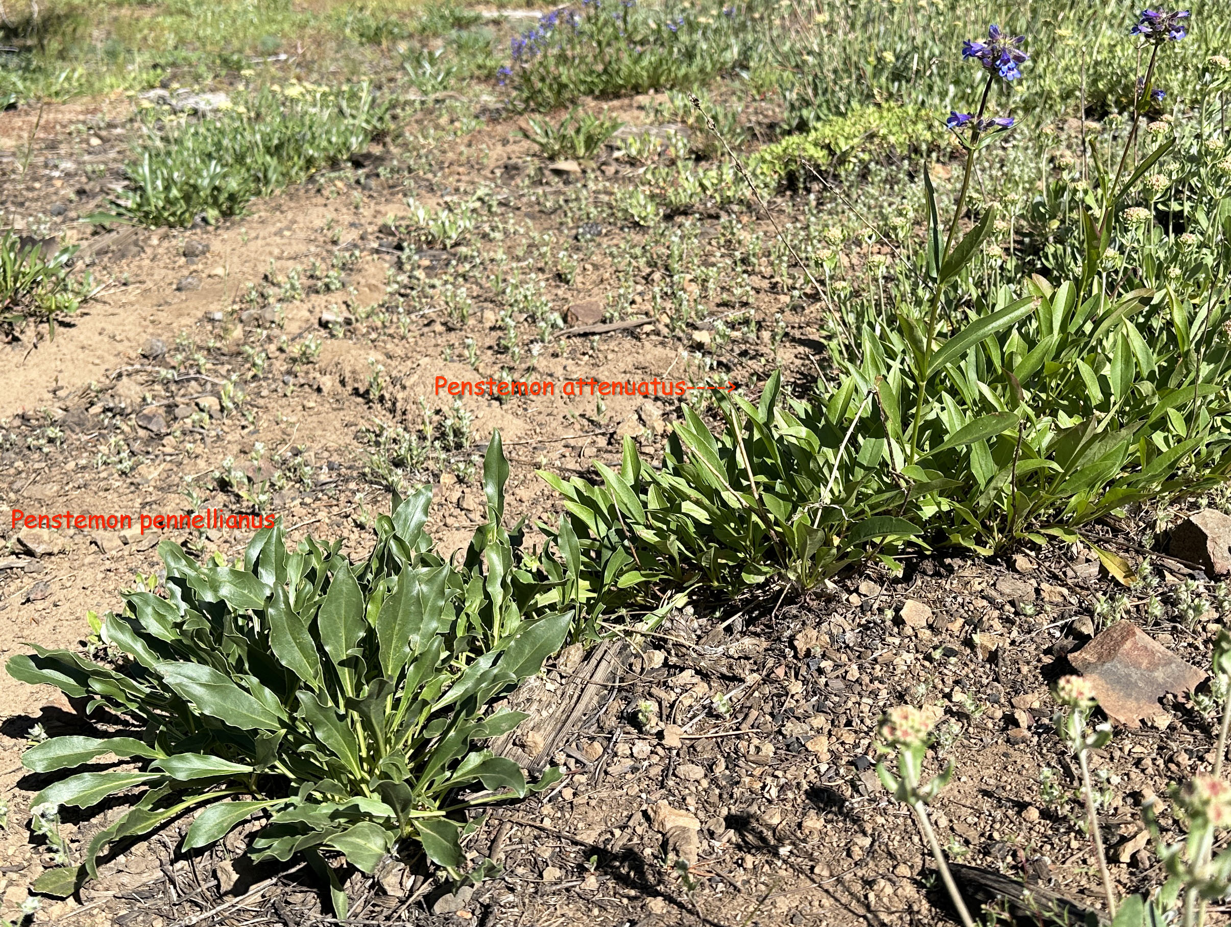 Leaves of Blue Mountain Beardtongue, Blue Mountain Penstemon, Pennell's Penstemon: Penstemon pennellianus and leaves of Sulphur Penstemon, Taper-leaved Penstemon: Penstemon attenuatus var. attenuatus (Synonym: Penstemon attenuatus ssp. attenuatus)