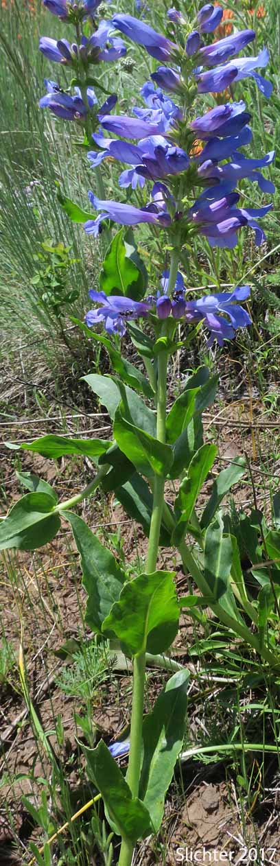 Blue Mountain Beardtongue, Blue Mountain Penstemon, Pennell's Penstemon: Penstemon pennellianus