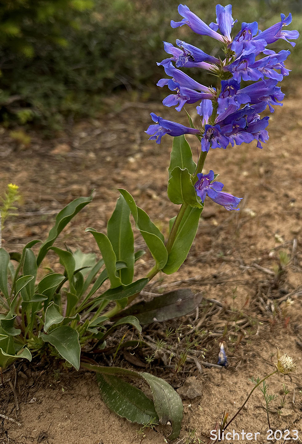Blue Mountain Beardtongue, Blue Mountain Penstemon, Pennell's Penstemon: Penstemon pennellianus
