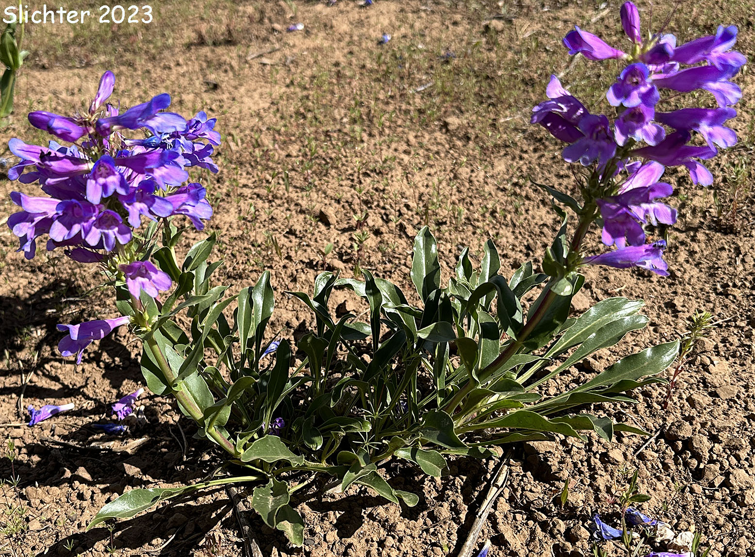 Blue Mountain Beardtongue, Blue Mountain Penstemon, Pennell's Penstemon: Penstemon pennellianus