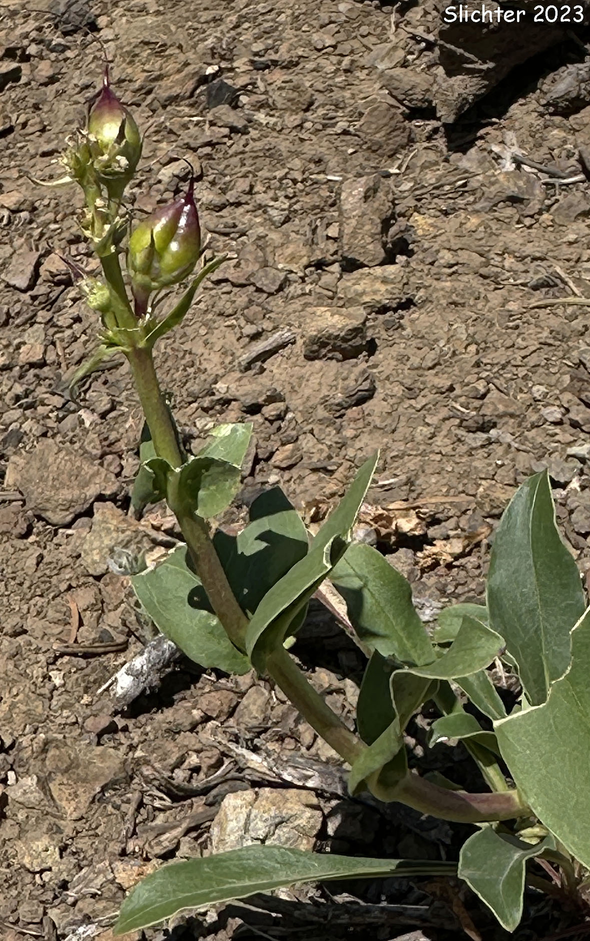 Developing fruits of Blue Mountain Beardtongue, Blue Mountain Penstemon, Pennell's Penstemon: Penstemon pennellianus