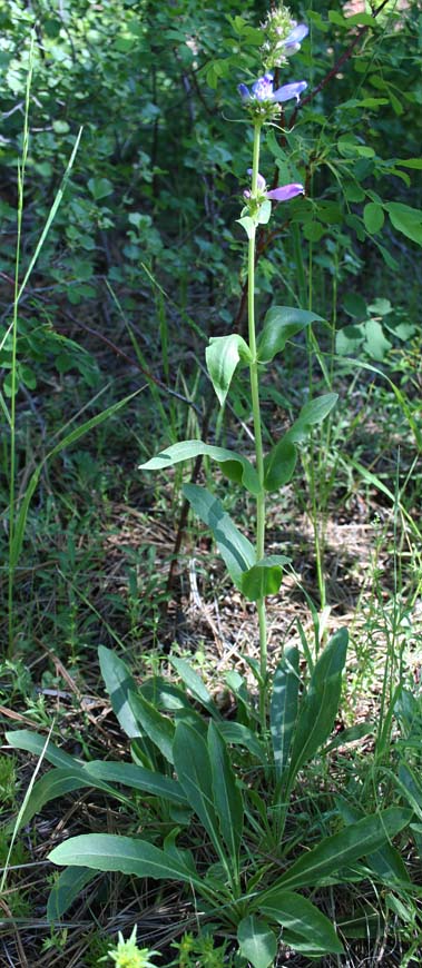 Inflorescence of Blue Mountain Beardtongue, Blue Mountain Penstemon, Pennell's Penstemon: Penstemon pennellianus