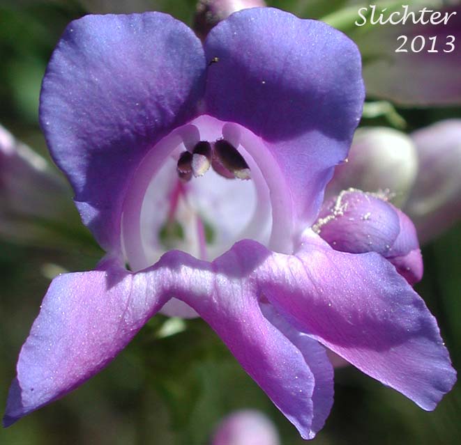 Flower of Blue Mountain Beardtongue, Blue Mountain Penstemon, Pennell's Penstemon: Penstemon pennellianus