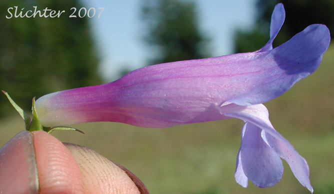 Close-up sideview of the flower of Blue Mountain Beardtongue, Blue Mountain Penstemon, Pennell's Penstemon: Penstemon pennellianus