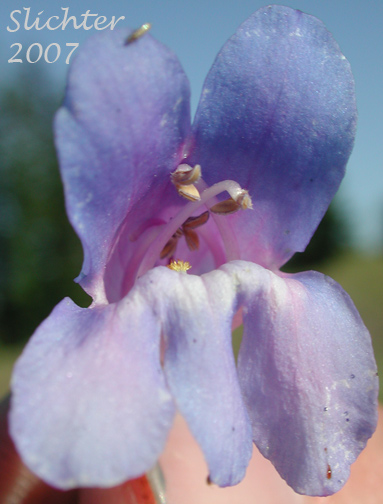 Close-up frontal view of the flower of Blue Mountain Beardtongue, Blue Mountain Penstemon, Pennell's Penstemon: Penstemon pennellianus