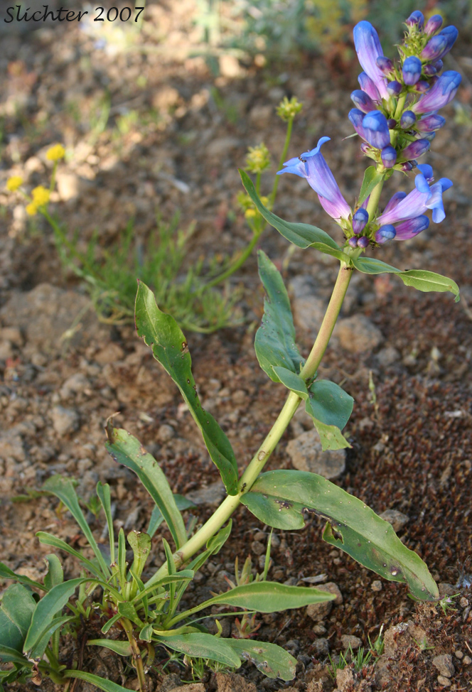 Blue Mountain Beardtongue, Blue Mountain Penstemon, Pennell's Penstemon: Penstemon pennellianus