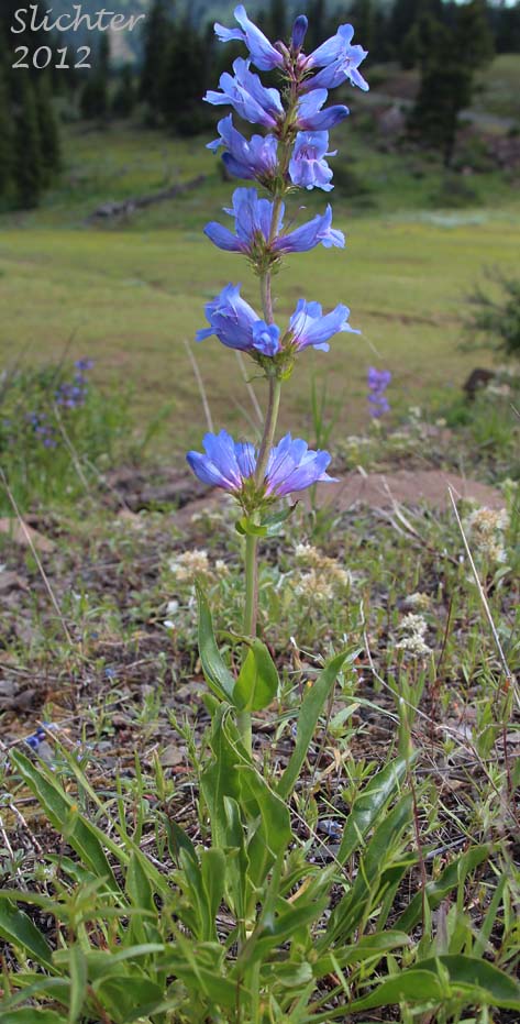 Blue Mountain Beardtongue, Blue Mountain Penstemon, Pennell's Penstemon: Penstemon pennellianus