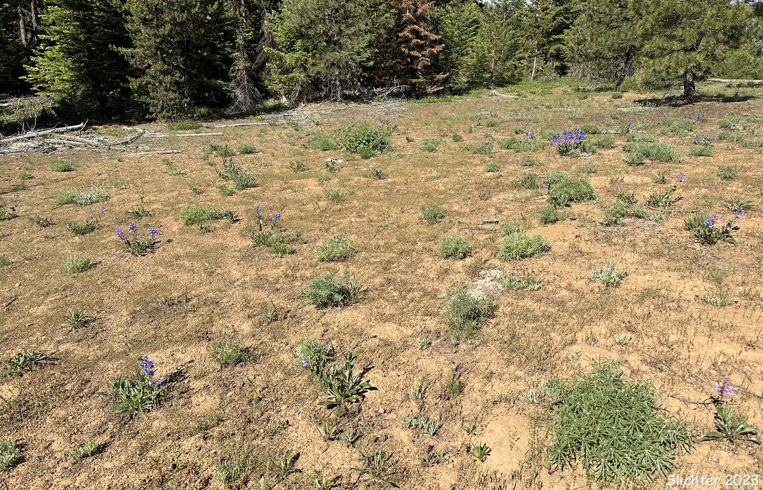 Habitat of Blue Mountain Beardtongue, Blue Mountain Penstemon, Pennell's Penstemon: Penstemon pennellianus