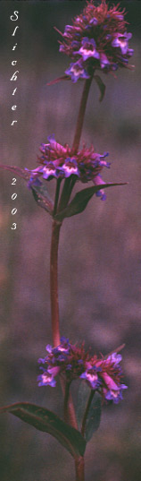 Pincushion Beardtongue, Small Penstemon: Penstemon procerus var. procerus (Synonyms: Penstemon confertus ssp. procerus, Penstemon confertus var. procerus)