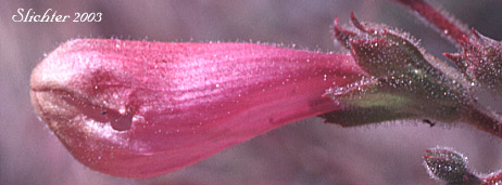 Corolla of Cutleaf Beardtongue, Cutleaf Penstemon, Toothed-cut-leaf Beardtongue: Penstemon richardsonii var. dentatus (Synonym: Penstemon richardsonii ssp. dentatus)