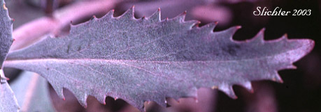Dorsal leaf surface of Cutleaf Beardtongue, Cutleaf Penstemon, Toothed-cut-leaf Beardtongue: Penstemon richardsonii var. dentatus (Synonym: Penstemon richardsonii ssp. dentatus)