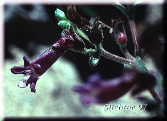 Cheerful Penstemon, Gay Penstemon: Penstemon laetus var. sagittatus (Synonym: Penstemon laetus ssp. sagittatus)