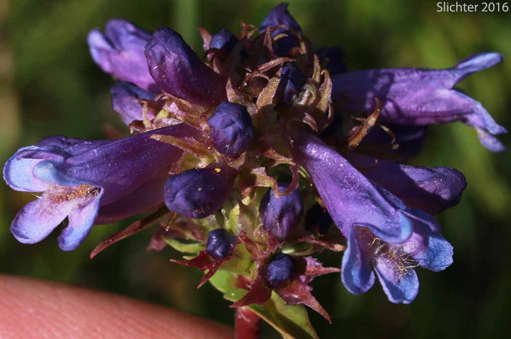 Herbaceous Penstemon, Rydberg's Penstemon: Penstemon rydbergii var. oreocharis (Synonym: Penstemon oreocharis)