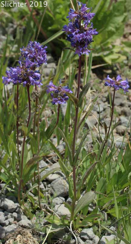 Herbaceous Penstemon, Rydberg's Penstemon: Penstemon rydbergii var. oreocharis (Synonym: Penstemon oreocharis)