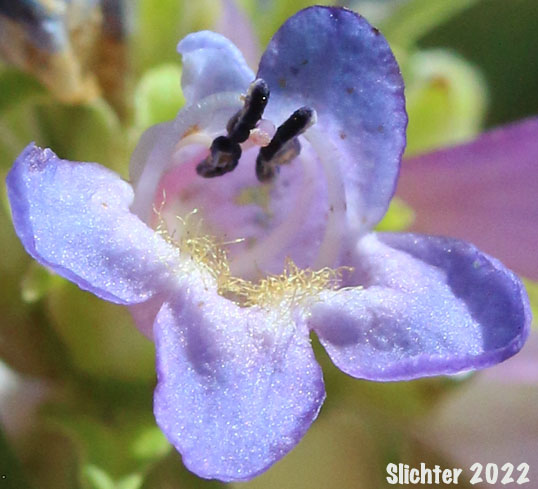 Flower of Herbaceous Penstemon, Rydberg's Penstemon: Penstemon rydbergii var. oreocharis (Synonym: Penstemon oreocharis)