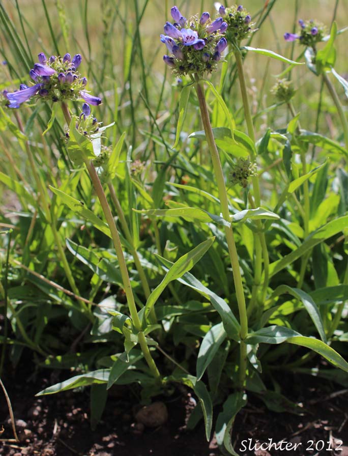 Herbaceous Penstemon, Rydberg's Penstemon: Penstemon rydbergii var. oreocharis (Synonym: Penstemon oreocharis)