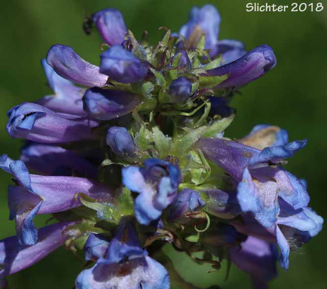 Rydberg's Penstemon, Swollen Penstemon: Penstemon rydbergii var. rydbergii (Synonyms: Penstemon hesperius, Penstemon rydbergii var. varians, Penstemon vaseyanus)