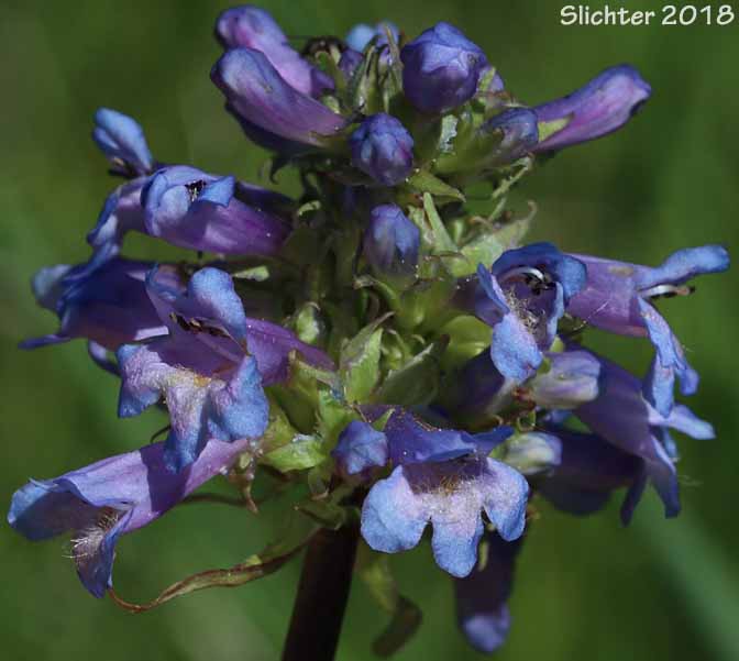 Rydberg's Penstemon, Swollen Penstemon: Penstemon rydbergii var. rydbergii (Synonyms: Penstemon hesperius, Penstemon rydbergii var. varians, Penstemon vaseyanus)