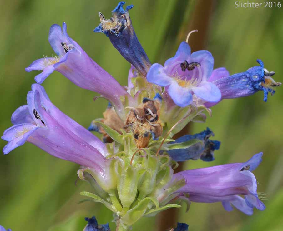 Rydberg's Penstemon, Swollen Penstemon: Penstemon rydbergii var. rydbergii (Synonyms: Penstemon hesperius, Penstemon rydbergii var. varians, Penstemon vaseyanus)