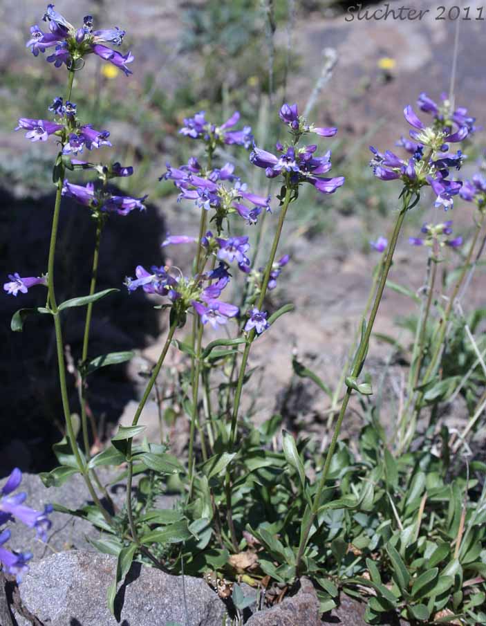 Rydberg's Penstemon, Swollen Penstemon: Penstemon rydbergii var. rydbergii (Synonyms: Penstemon hesperius, Penstemon rydbergii var. varians, Penstemon vaseyanus)