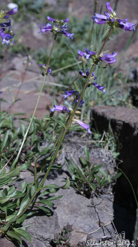 Rydberg's Penstemon, Swollen Penstemon: Penstemon rydbergii var. rydbergii (Synonyms: Penstemon hesperius, Penstemon rydbergii var. varians, Penstemon vaseyanus)