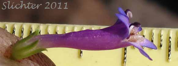 Close-up sideview of the corolla and calyx of Rydberg's Penstemon, Swollen Penstemon: Penstemon rydbergii var. rydbergii (Synonyms: Penstemon hesperius, Penstemon rydbergii var. varians, Penstemon vaseyanus)