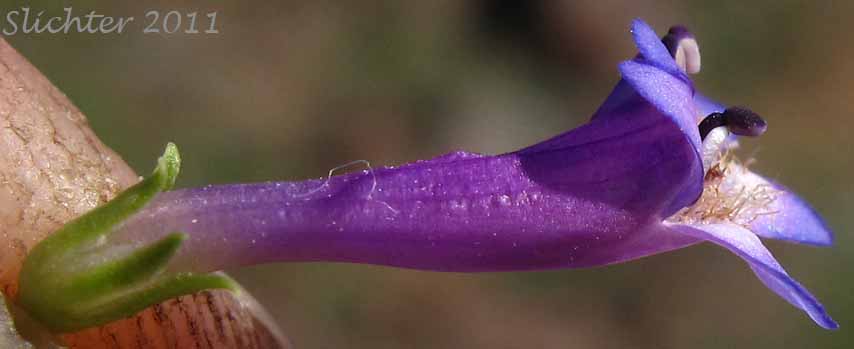 Close-up sideview of the corolla and calyx of Rydberg's Penstemon, Swollen Penstemon: Penstemon rydbergii var. rydbergii (Synonyms: Penstemon hesperius, Penstemon rydbergii var. varians, Penstemon vaseyanus)
