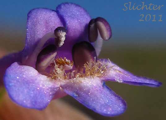 Close-up frontal view of the flower of Rydberg's Penstemon, Swollen Penstemon: Penstemon rydbergii var. rydbergii (Synonyms: Penstemon hesperius, Penstemon rydbergii var. varians, Penstemon vaseyanus)