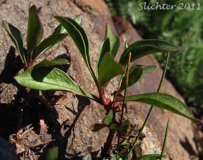 Lower stem leaves of Rydberg's Penstemon, Swollen Penstemon: Penstemon rydbergii var. rydbergii (Synonyms: Penstemon hesperius, Penstemon rydbergii var. varians, Penstemon vaseyanus)