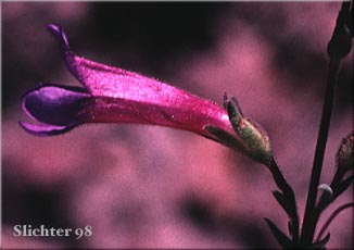 Penstemon seorsus