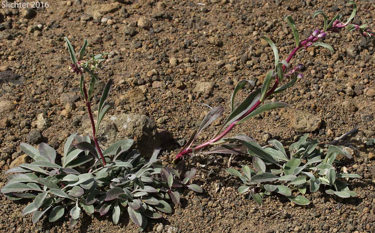 Royal Beardtongue, Royal Penstemon, Showy Penstemon: Penstemon speciosus (Synonym: Penstemon speciosus ssp. kennedyi)