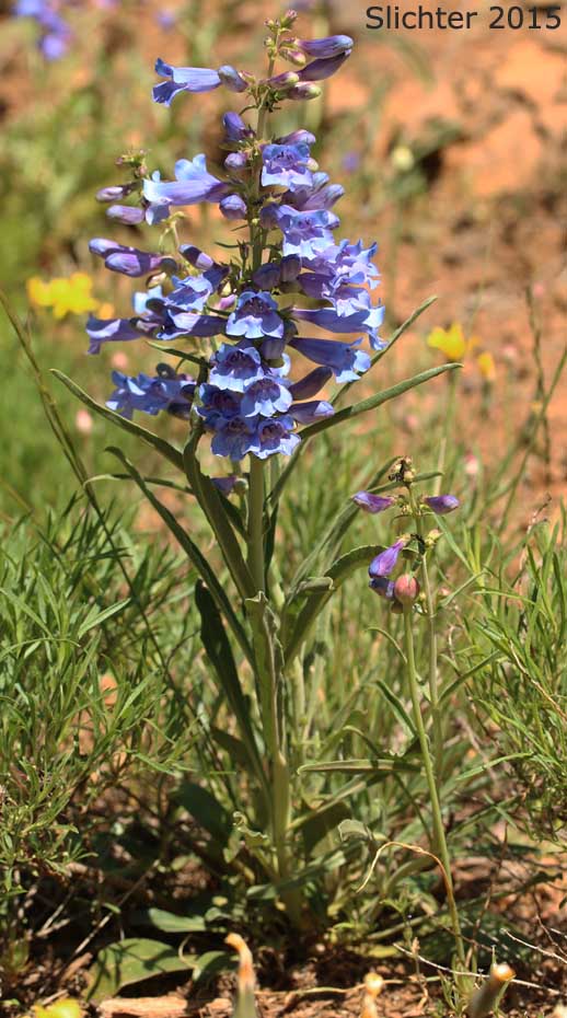 Royal Beardtongue, Royal Penstemon, Showy Penstemon: Penstemon speciosus (Synonym: Penstemon speciosus ssp. kennedyi)