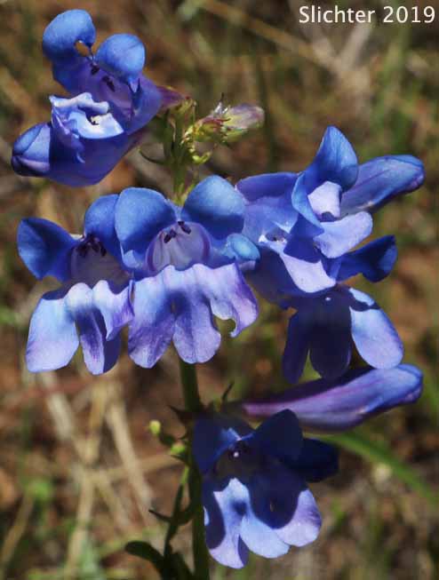 Royal Beardtongue, Royal Penstemon, Showy Penstemon: Penstemon speciosus (Synonym: Penstemon speciosus ssp. kennedyi)