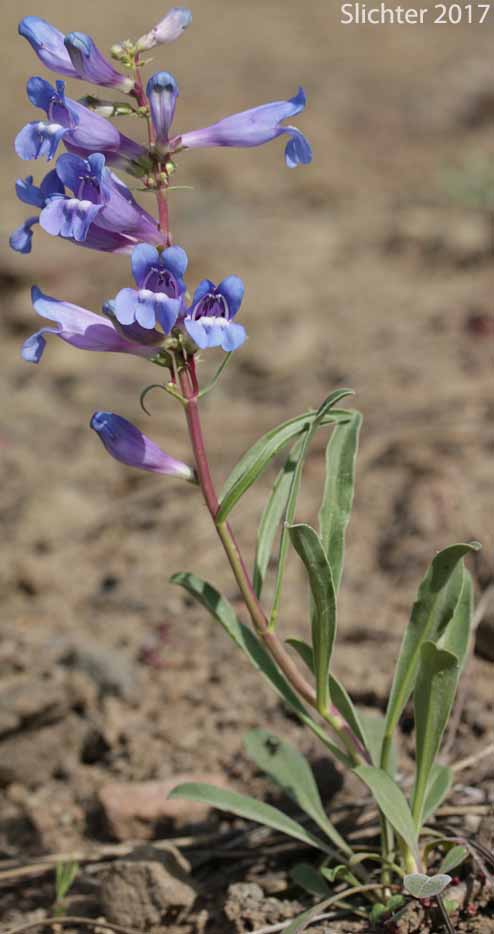 Royal Beardtongue, Royal Penstemon, Showy Penstemon: Penstemon speciosus (Synonym: Penstemon speciosus ssp. kennedyi)