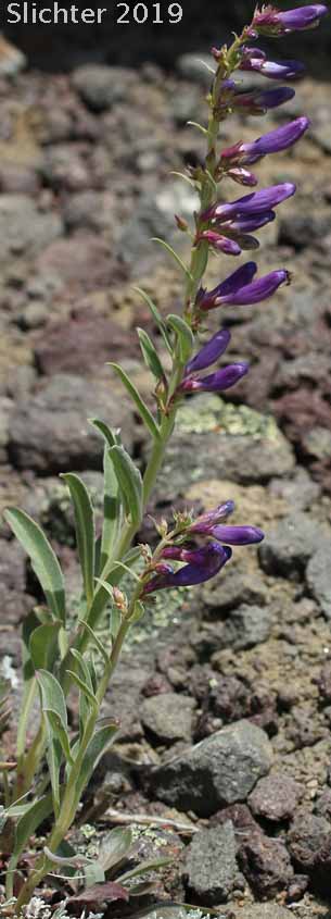 Royal Beardtongue, Royal Penstemon, Showy Penstemon: Penstemon speciosus (Synonym: Penstemon speciosus ssp. kennedyi)