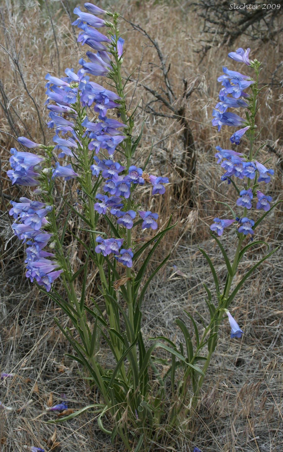 Showy Penstemon, Royal Beardtongue, Royal Penstemon: Penstemon speciosus