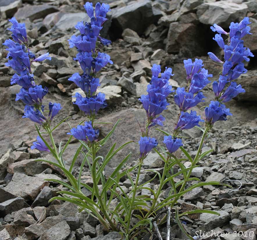 Showy Penstemon, Royal Beardtongue, Royal Penstemon: Penstemon speciosus (Synonym: Penstemon speciosus ssp. kennedyi)