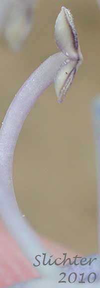 Close-up of a stamen of Showy Penstemon, Royal Beardtongue, Royal Penstemon: Penstemon speciosus (Synonym: Penstemon speciosus ssp. kennedyi)