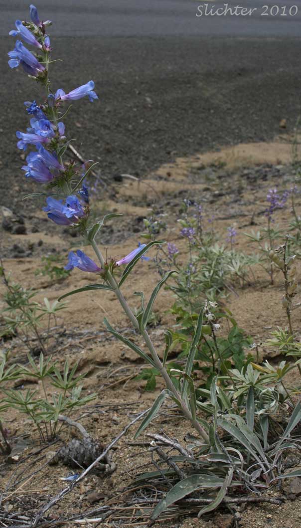 Showy Penstemon, Royal Beardtongue, Royal Penstemon: Penstemon speciosus (Synonym: Penstemon speciosus ssp. kennedyi)