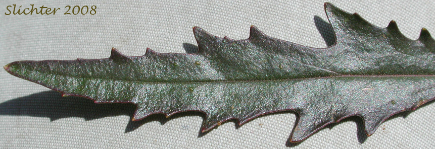 Dorsal leaf surface of Riggin's Penstemon, Whorled Penstemon: Penstemon triphyllus