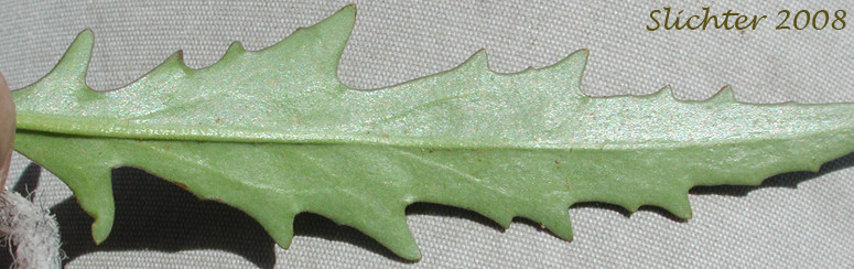 Ventral leaf surface of Riggin's Penstemon, Whorled Penstemon: Penstemon triphyllus