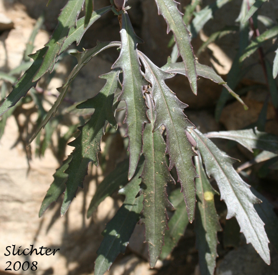 Stem leaves of Riggin's Penstemon, Whorled Penstemon: Penstemon triphyllus