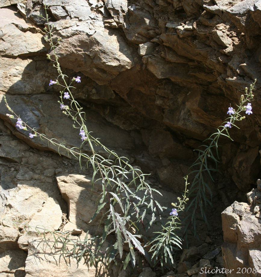 Riggin's Penstemon, Whorled Penstemon: Penstemon triphyllus