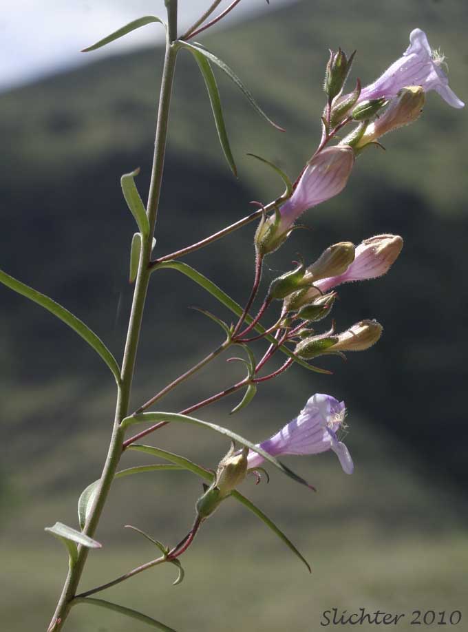 Inflorescence of Riggin's Penstemon, Whorled Penstemon: Penstemon triphyllus
