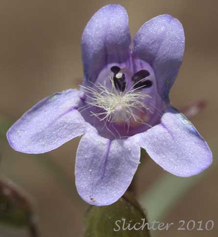 Close-up frontal view of the flower of Riggin's Penstemon, Whorled Penstemon: Penstemon triphyllus