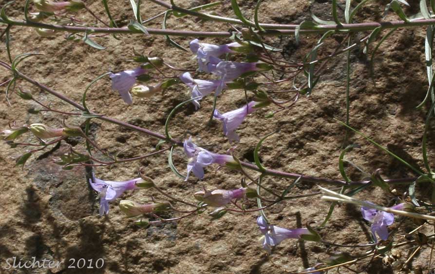 Inflorescences of Riggin's Penstemon, Whorled Penstemon: Penstemon triphyllus