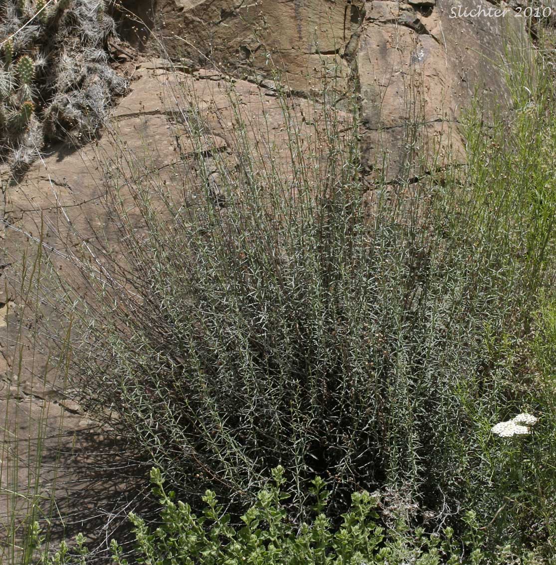 Riggin's Penstemon, Whorled Penstemon: Penstemon triphyllus